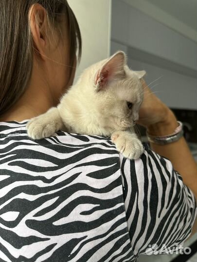Бурманские котята