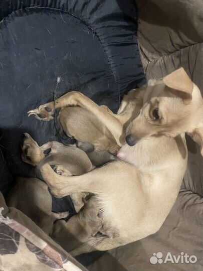 Мини той-терьер щенки