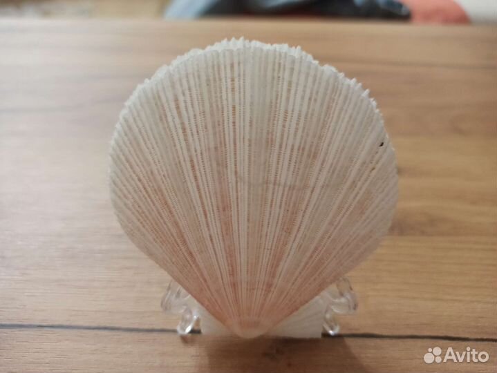 Морская раковина