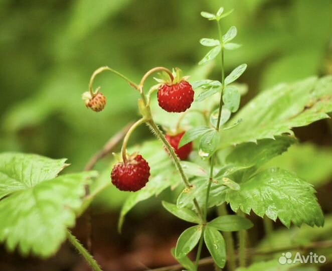 Земляника саженцы