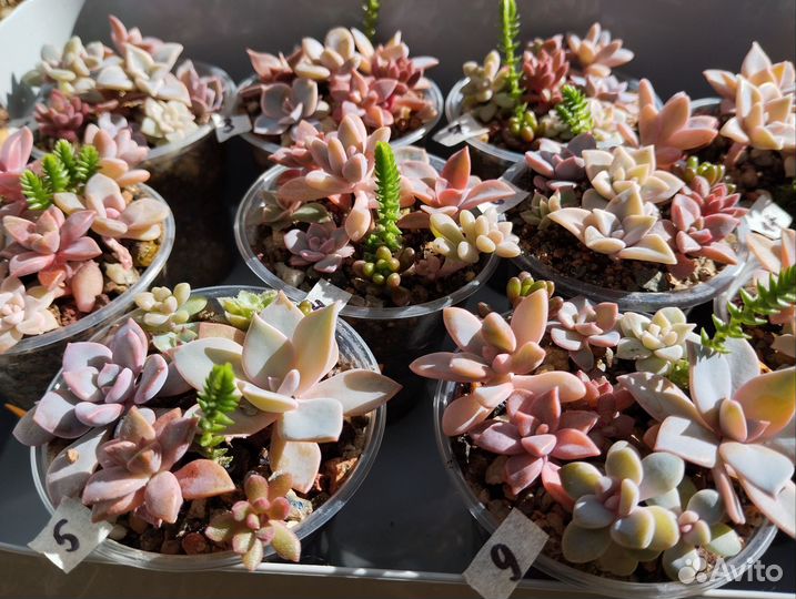 Композиции в подарок