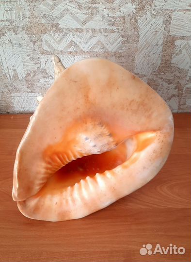 Ракушка большая длина 23 см, высота 20 см