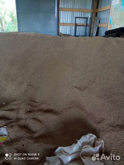 Зерно ячмень