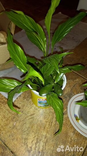 Спатифиллум малыши