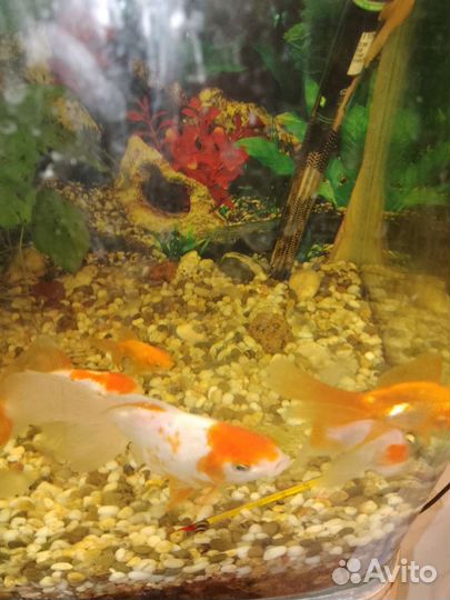 Золотая рыбка