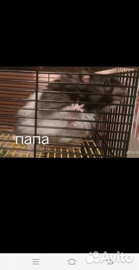 Ангорские хомячки Осталось 2 серых и 1 ч/б