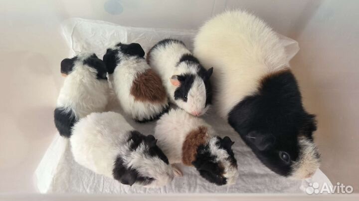 Морская свинка американский тедди