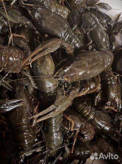 Раки с доставкой