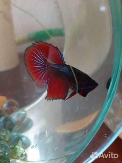 Рыбка петушок