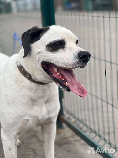 Спаси Орфея