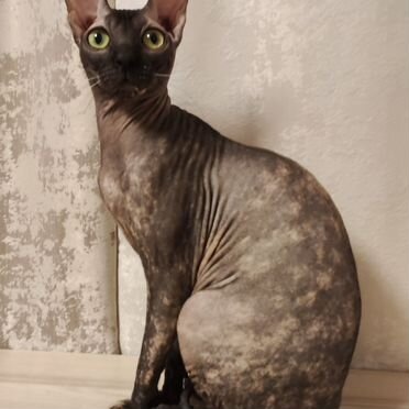 Канадский сфинкс котёнок