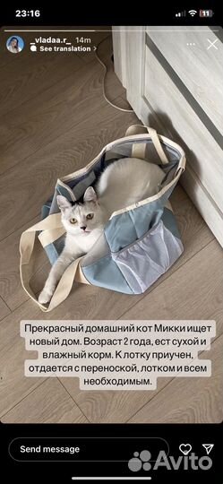 Кот в добрые руки