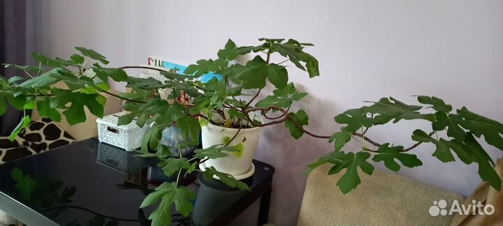 Инжир возраст 14 лет, вырощен из семечки