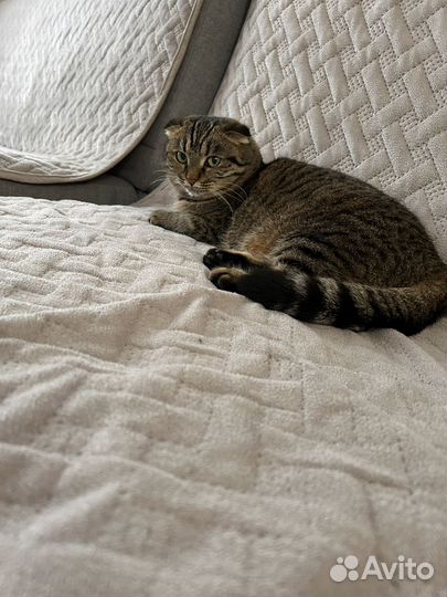 Шотландская вислоухая кошка бесплатно