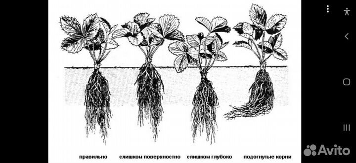 Рассада ремонтантной клубники
