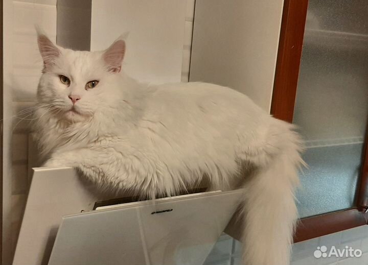 Кот мейн-кун вязка