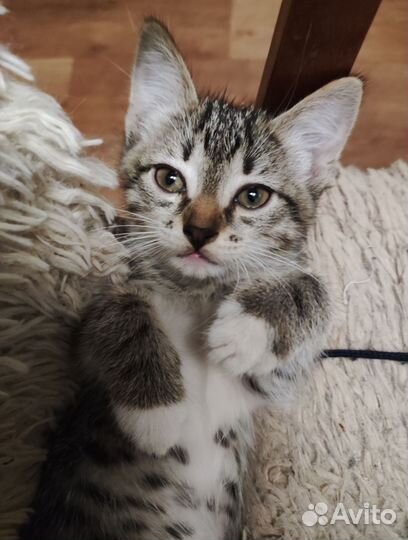 Котенок в дар бесплатно