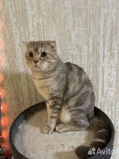 Шотландский кот вязка