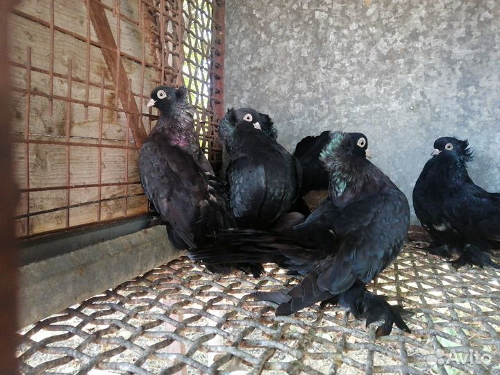 Статные голуби, кинги