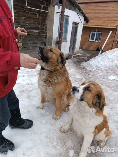 Щенки московской сторожевой