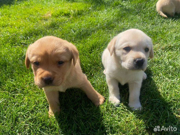 Щенки лабрадора