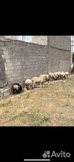 Овцы матки ягнята бараны