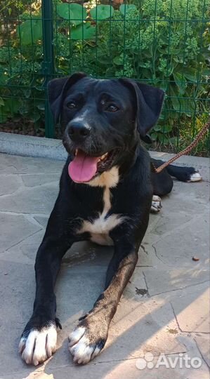 Красавец ищет семью