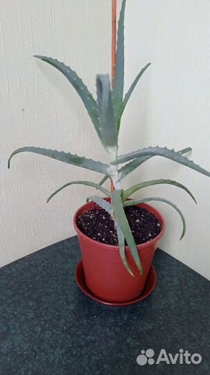 Алоэ лечебный