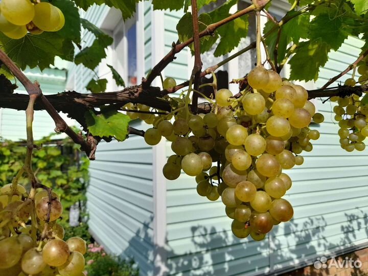 Саженцы винограда