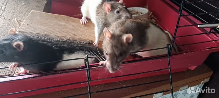 Крысы