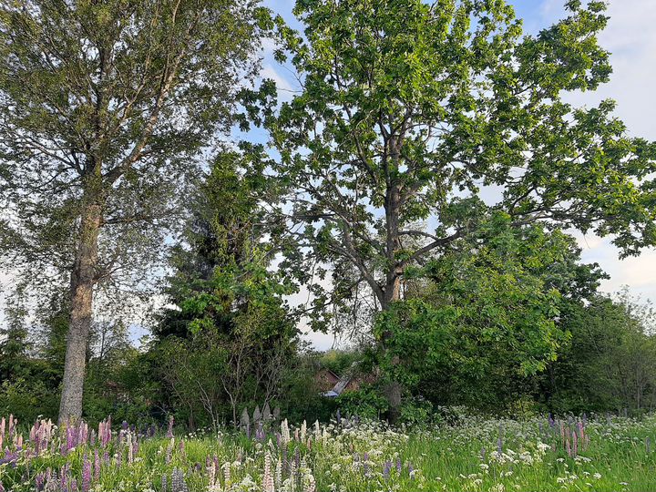 Участок 31 сот. (ИЖС)