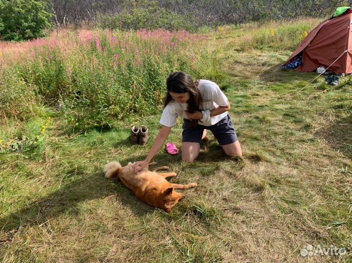 Передержка собак в домашних условиях