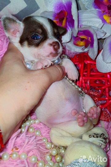 Супер кукольные минюшечки чихуахуа,доставка