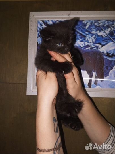 Отдам добрых котят в добрые руки)