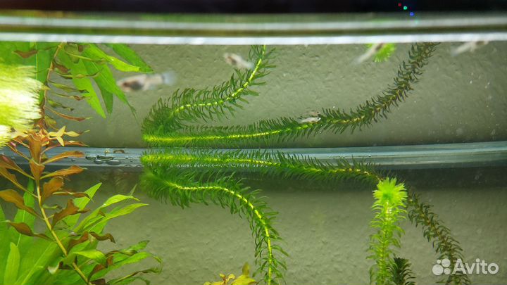 Гуппи, сомики