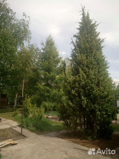 Можжевельник обыкновенный