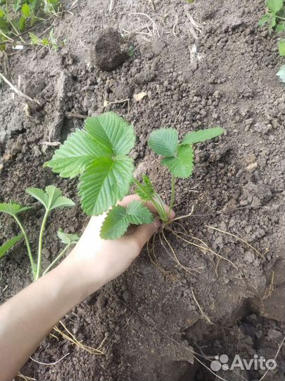 Земклуника пенелопа ростки