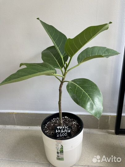 Фикус.Бенгальский (Андрей)