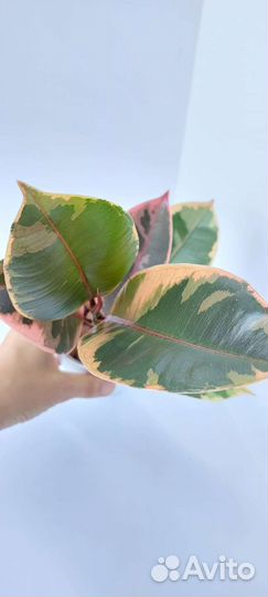 Фикус кротон