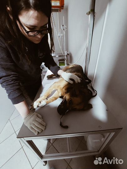 Помогите облегчить жизнь собаке Зайке