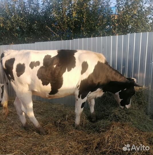 Телка стельная