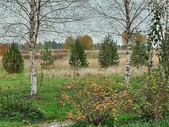 Участок 35 сот. (ИЖС)