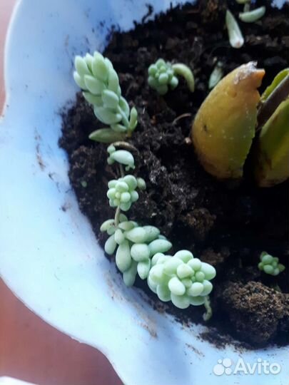 Очиток Моргана (обезьяний хвост)