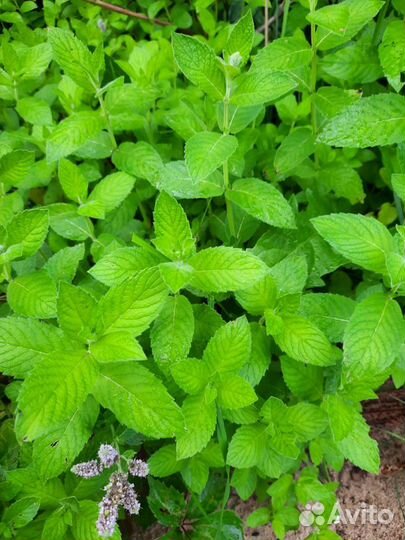 Мята,душица,мелисса,чабрец