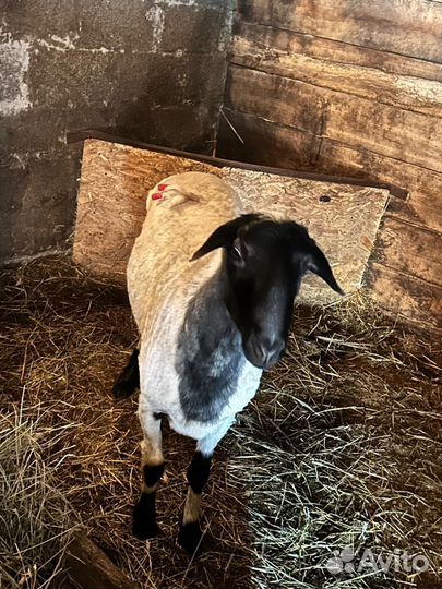 Племенной баран