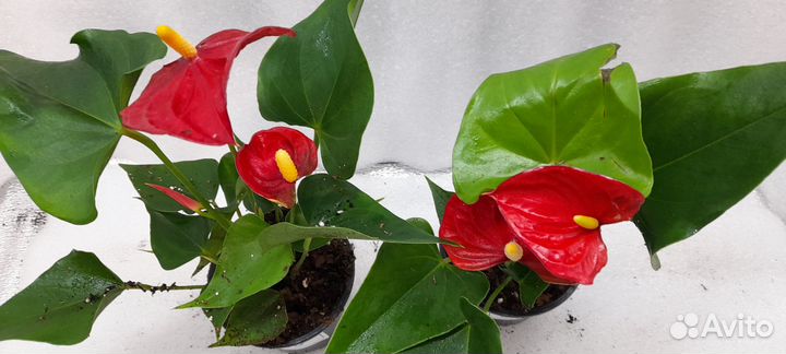 Антуриум красный. Спирит. Ванила. Джоли. Оранж