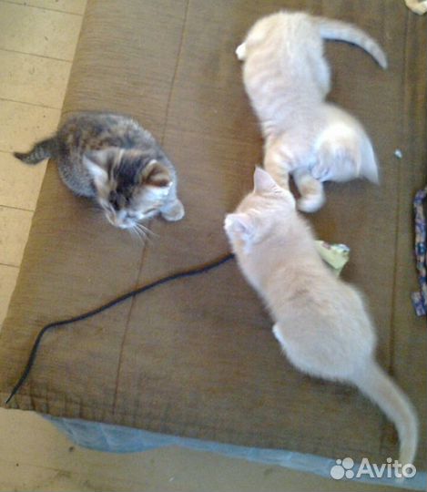Котята в добрые руки бесплатно