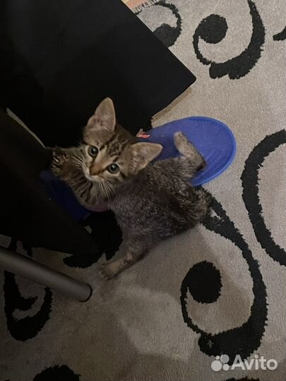 Котята бобтейл