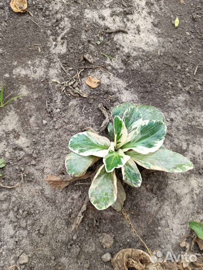 Вероника варегата