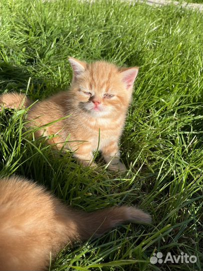 Рыжие котята